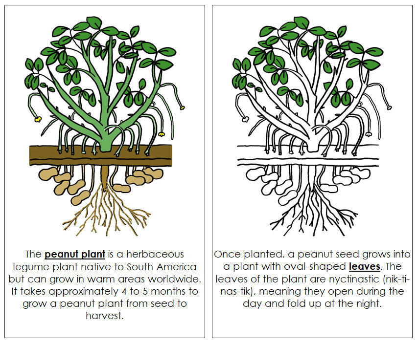 Parts of a Peanut Plant Nomenclature Book - Montessori Print Shop