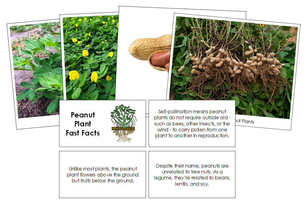 Peanut Plant Fast Facts & Pictures - Montessori Print Shop Digital Download