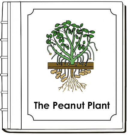 Parts of a Peanut Plant Nomenclature Book (Red) - Montessori Print Shop Digital Download