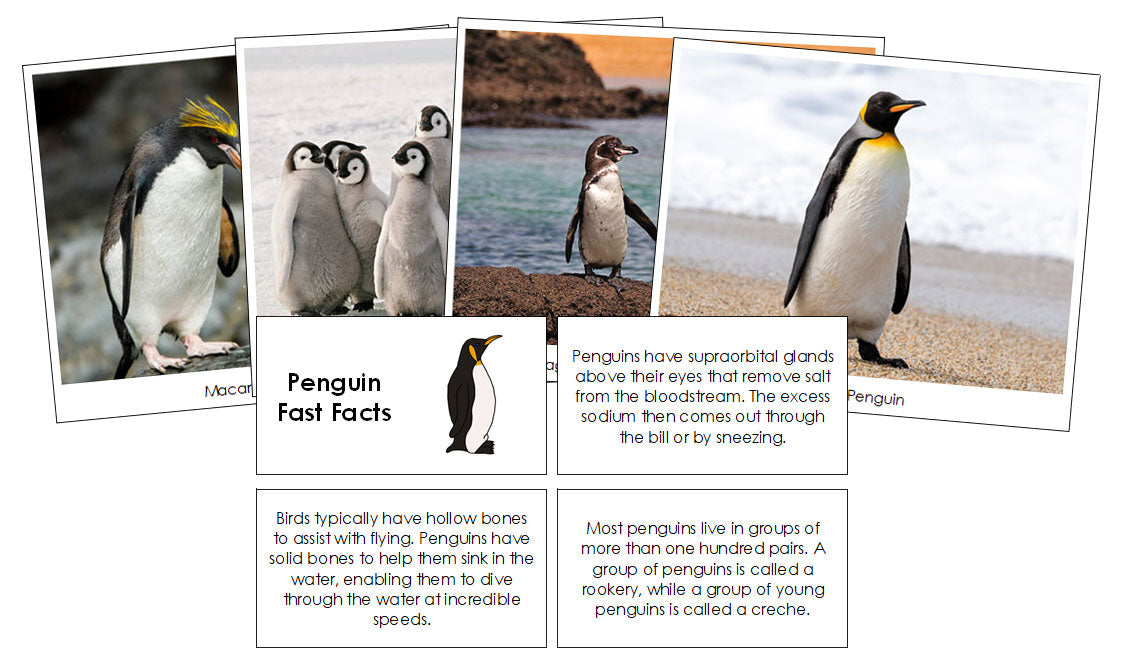 Penguin Fast Facts - Montessori Print Shop Digital Download