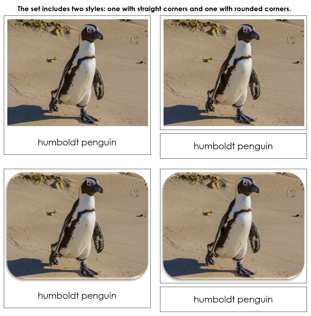 Penguins Safari Toob Cards - Montessori Print Shop Digital Download
