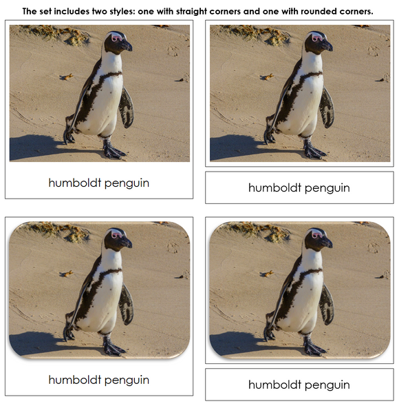 Penguins Safari Toob Cards - Montessori Print Shop Digital Download
