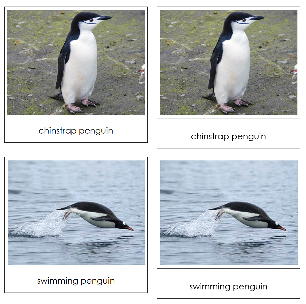 Penguins Safari Toob Cards - Montessori Print Shop Digital Download