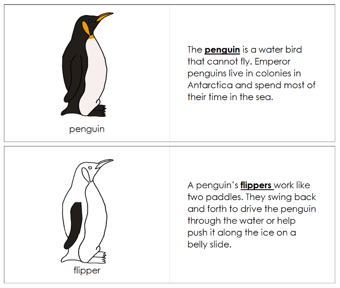Parts of a Penguin Nomenclature Book - Montessori Print Shop Digital Download