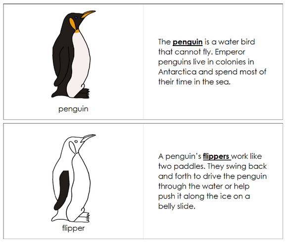 Parts of a Penguin Nomenclature Book - Montessori Print Shop Digital Download