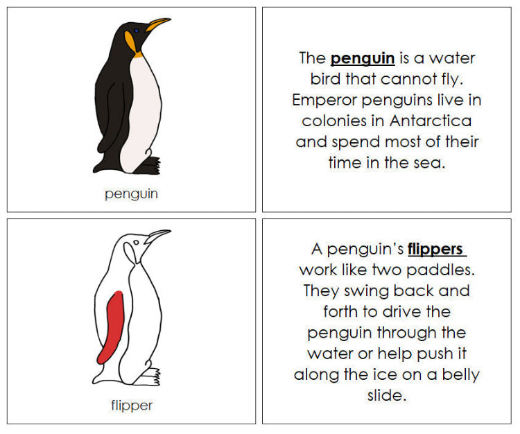 Parts of a Penguin Nomenclature Book (red) - Montessori Print Shop Digital Download