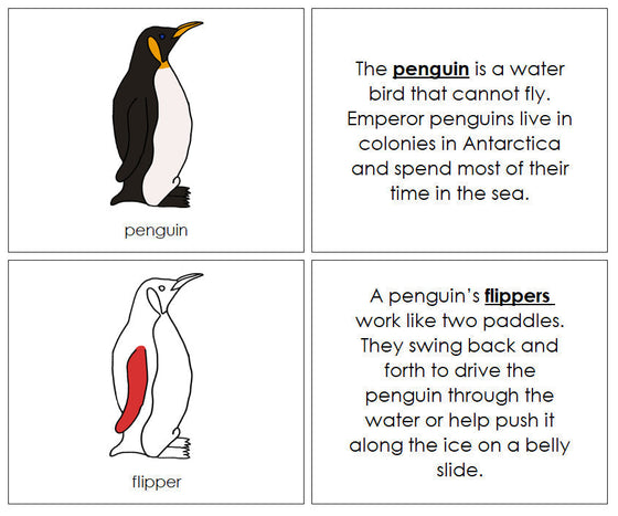 Parts of a Penguin Nomenclature Book (red) - Montessori Print Shop