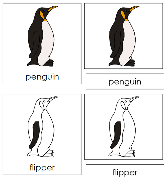 Parts of a Penguin Nomenclature Cards - Montessori Print Shop