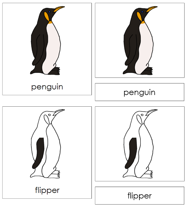 Parts of a Penguin 3-Part Nomenclature Cards - Montessori Print Shop Digital Download