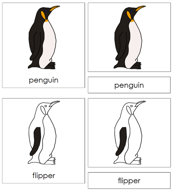 Parts of a Penguin 3-Part Nomenclature Cards - Montessori Print Shop Digital Download