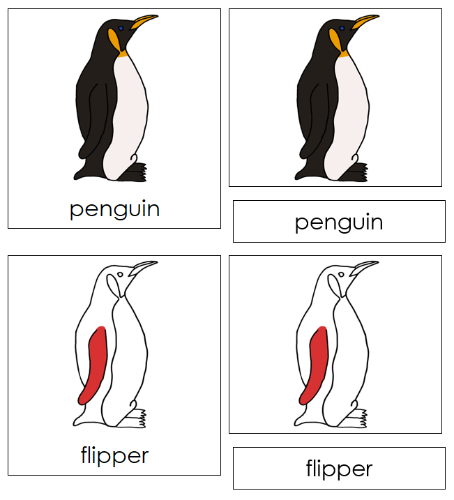 Parts of a Penguin Nomenclature 3-Part Cards (red) - Montessori Print Shop