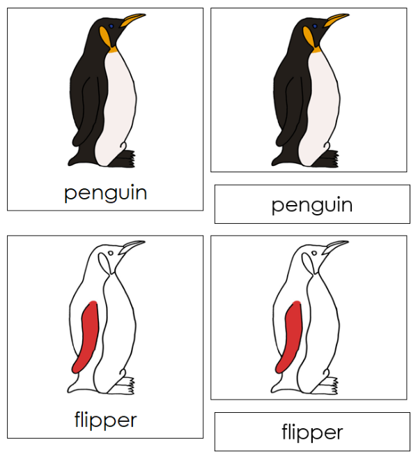 Parts of a Penguin Nomenclature Cards (red) - Montessori Print Shop Digital Download