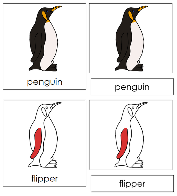 Parts of a Penguin Nomenclature Cards (red) - Montessori Print Shop