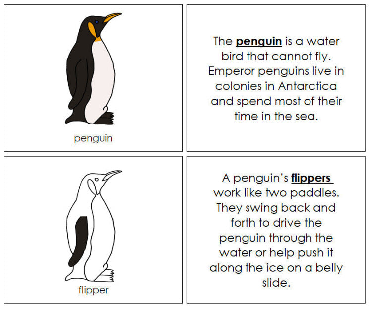 Parts of a Penguin Nomenclature Book - Montessori Print Shop Digital Download