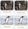 Penguins Safari Toob Cards - Montessori Print Shop