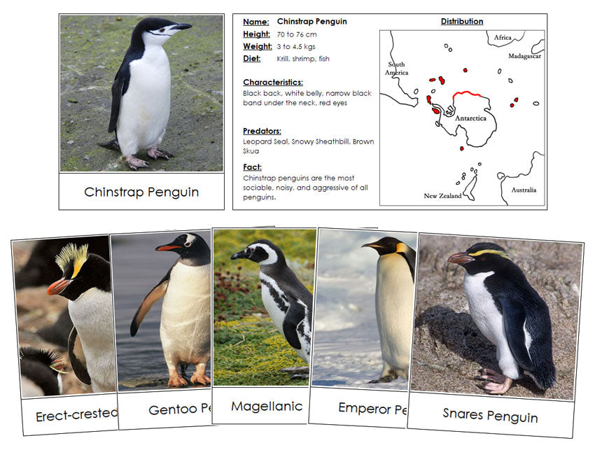 Penguins & Distribution Maps - Montessori Print Shop Digital Download Zoology