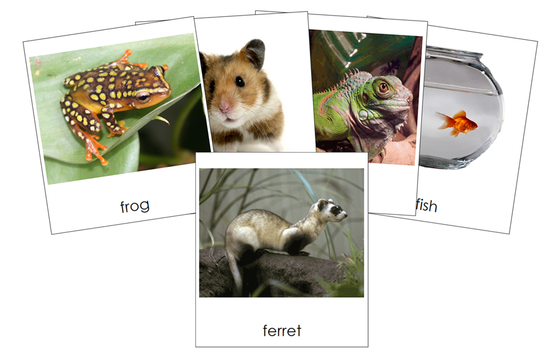 Types of Pets 3-Part Cards (Set 1) - Montessori Print Shop Digital Download