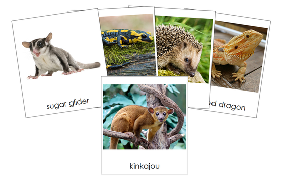 Types of Pets 3-Part Cards (Set 2) - Montessori Print Shop Digital Download