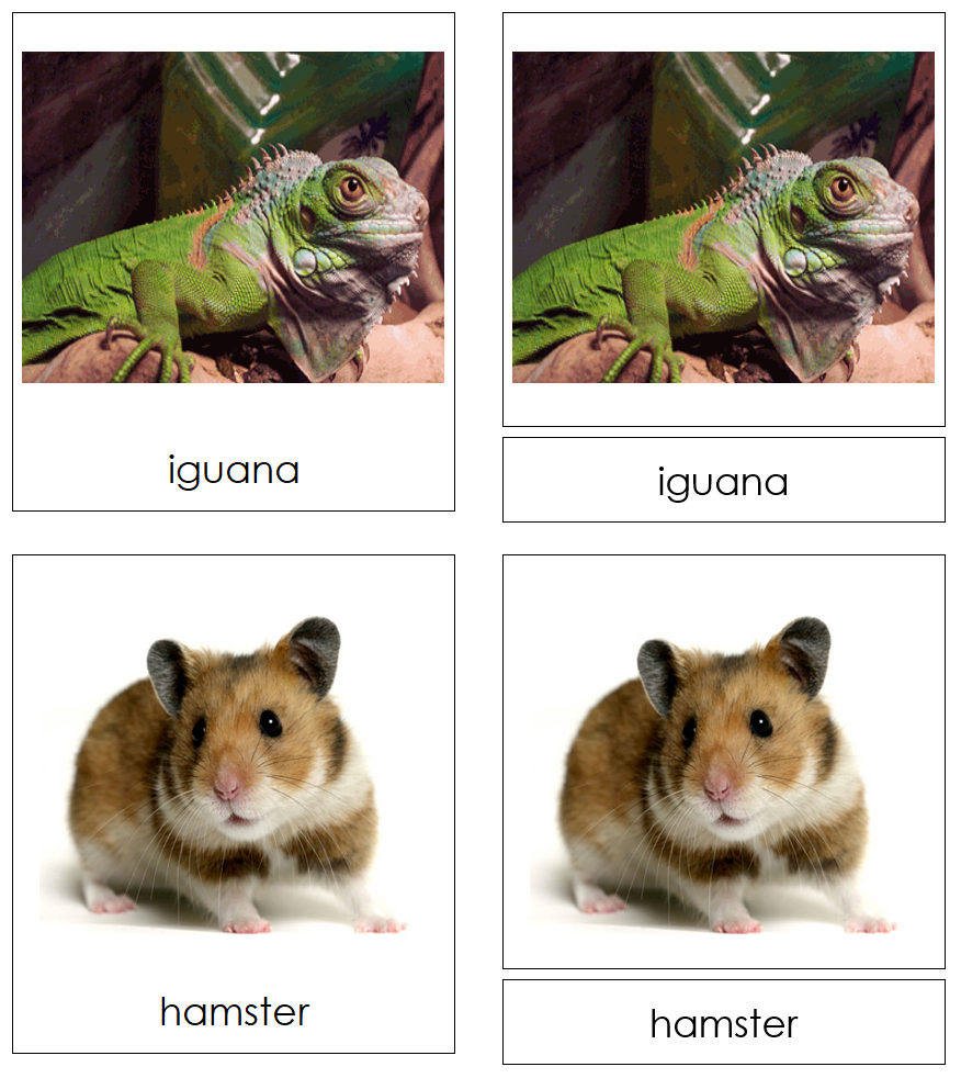 Types of Pets 3-Part Cards (Set 1) - Montessori Print Shop Digital Download