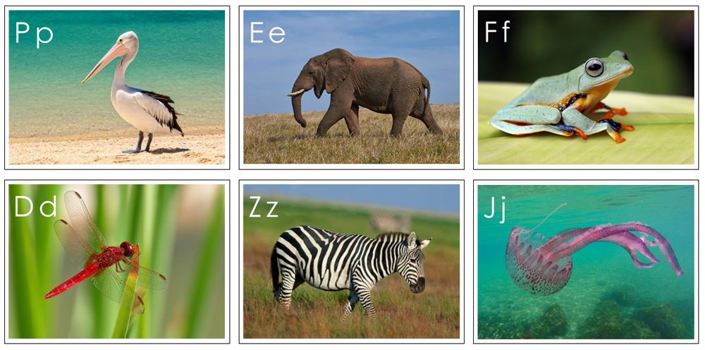Phonetic Animal Alphabet Cards - - Montessori Print Shop Digital Download