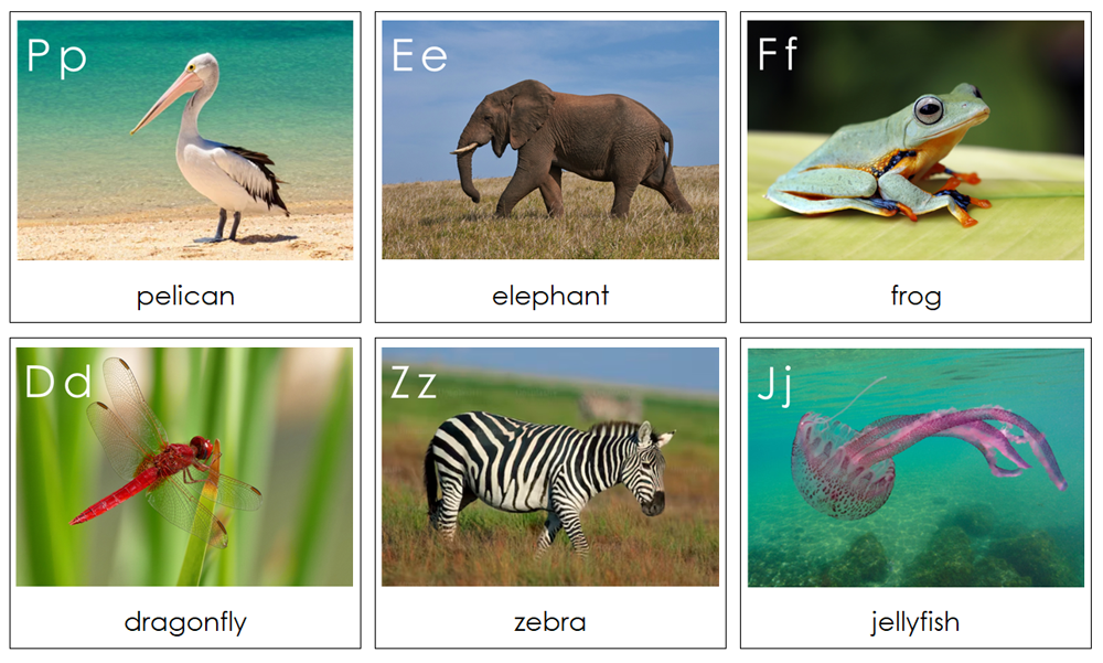 Phonetic Animal Alphabet Cards - - Montessori Print Shop Digital Download