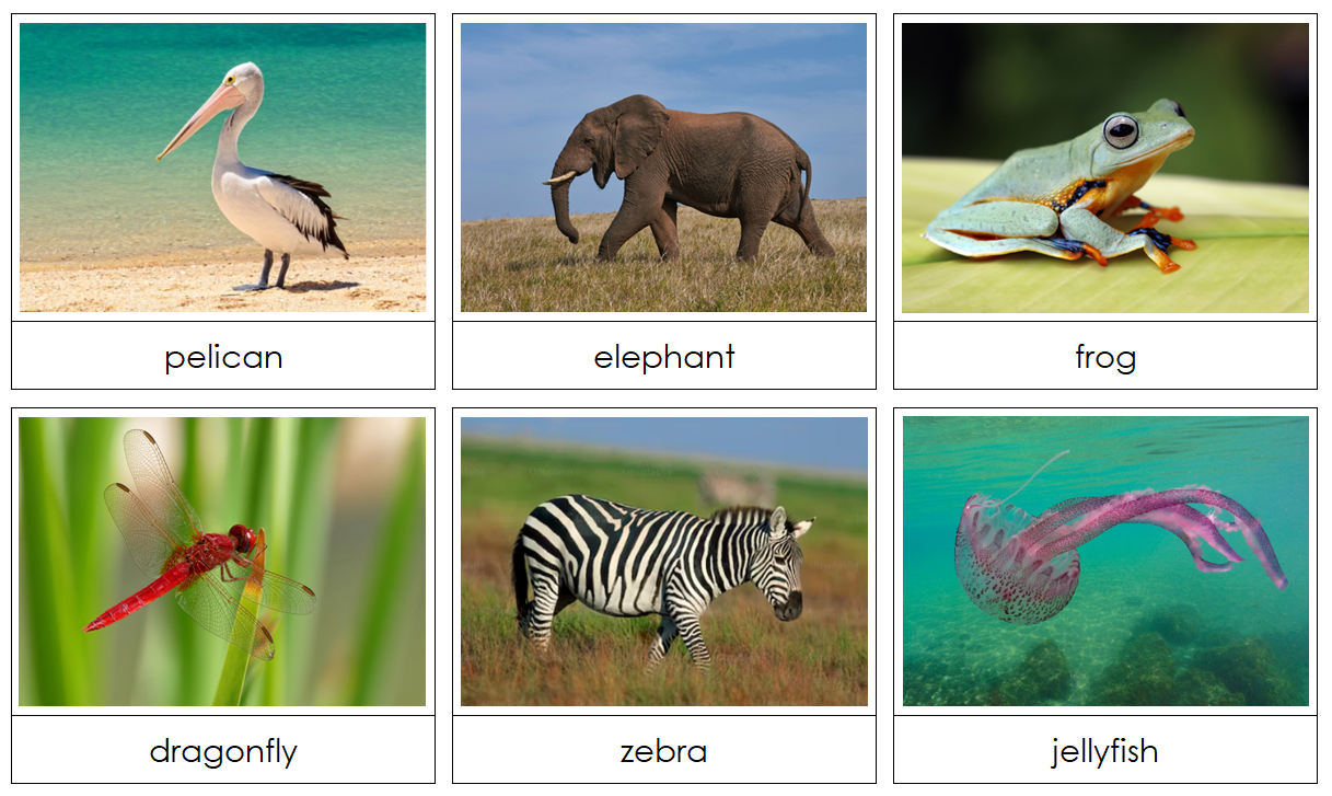 Phonetic Animal Alphabet Cards - - Montessori Print Shop Digital Download