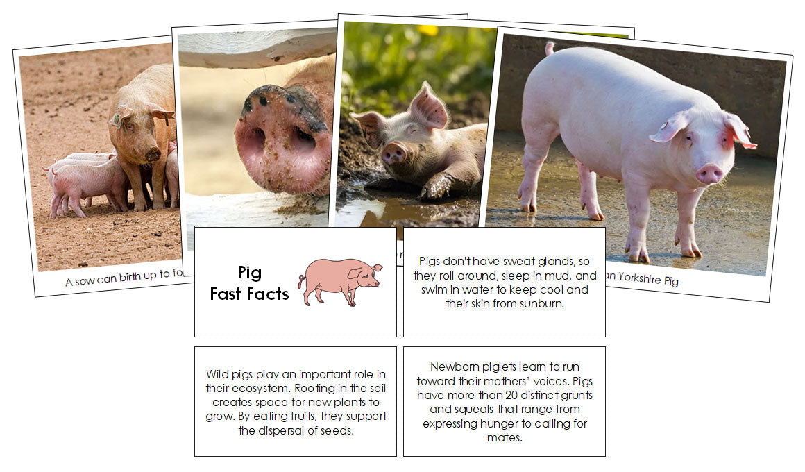 Pig Fast Facts & Pictures - Montessori Print Shop Digital Download