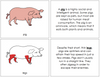 Pig Nomenclature Book (red) - Montessori Print Shop