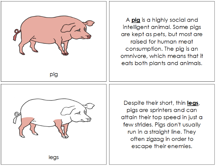 Pig Nomenclature Book - Montessori Print Shop Digital Download