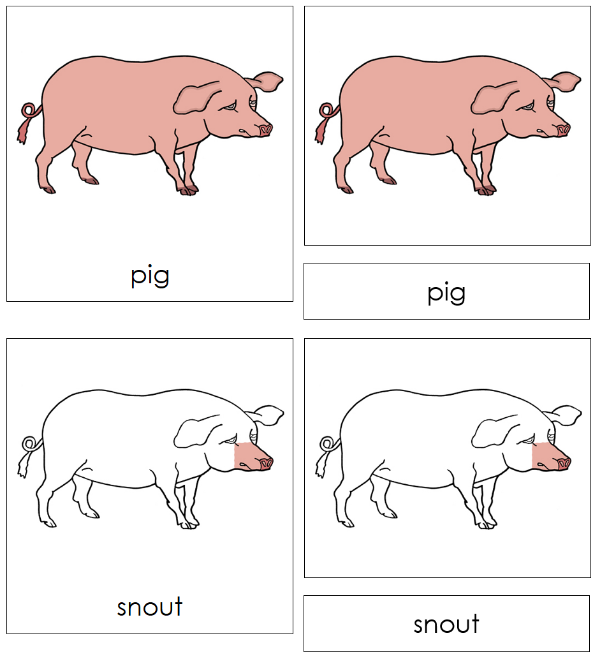 Parts of a Pig 3-Part Nomenclature Cards - Montessori Print Shop Digital Download
