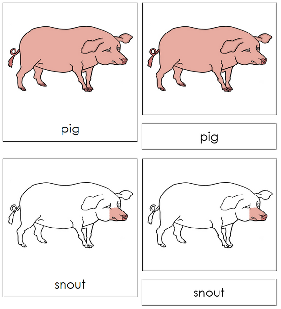 Parts of a Pig 3-Part Nomenclature Cards - Montessori Print Shop Digital Download