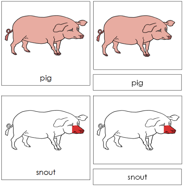 Parts of a Pig Nomenclature Cards (red) - Montessori Print Shop Digital Download
