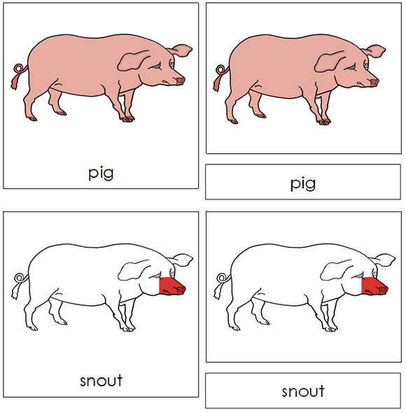 Pig Nomenclature Cards (red) - Montessori Print Shop