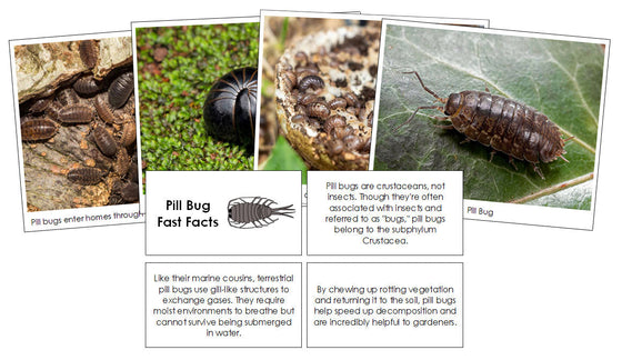 Pill Bug Fast Facts & Pictures - Montessori Print Shop