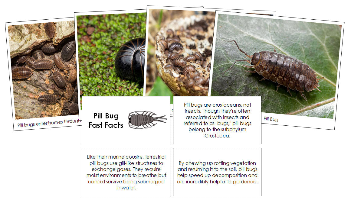 Pill Bug Fast Facts & Pictures - Montessori Print Shop Digital Download