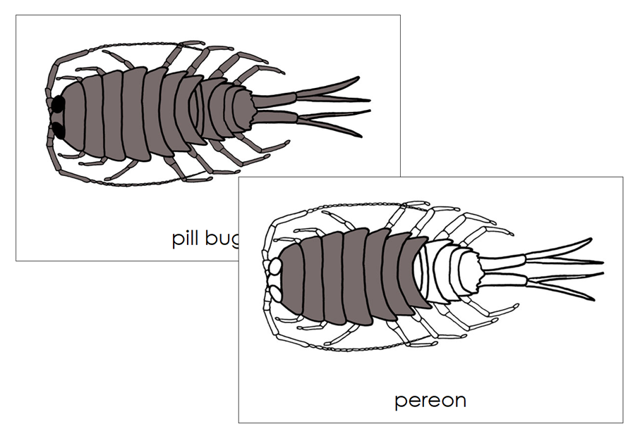 Parts of a Pill Bug Nomenclature Cards - Montessori Print Shop Digital Download