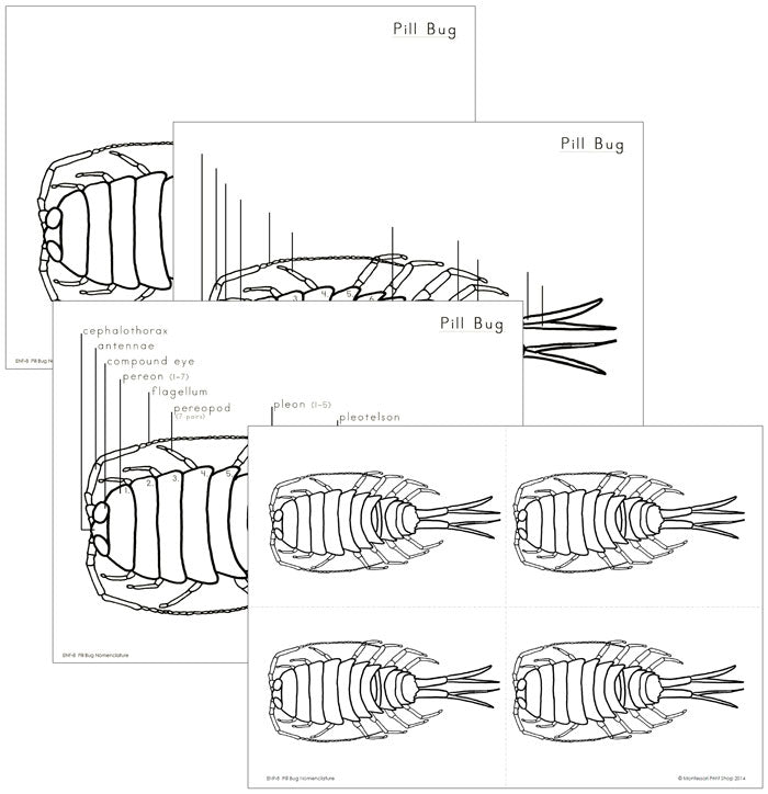 Elementary Pill Bug Nomenclature - Montessori Print Shop Digital Download