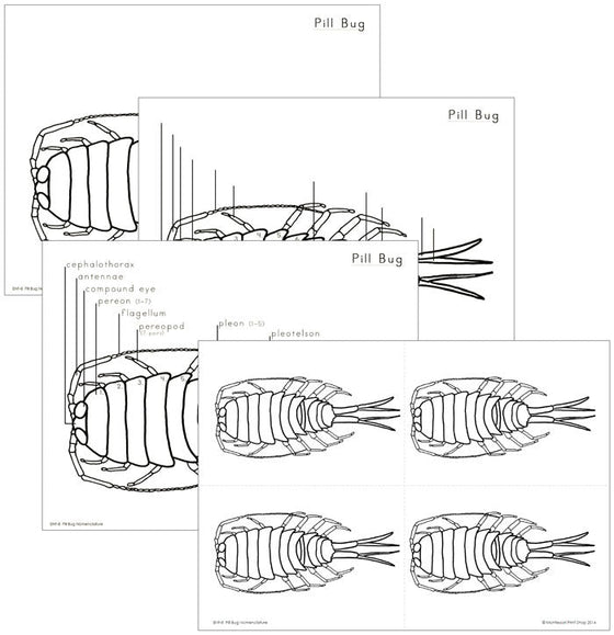 Elementary Pill Bug Nomenclature - Montessori Print Shop