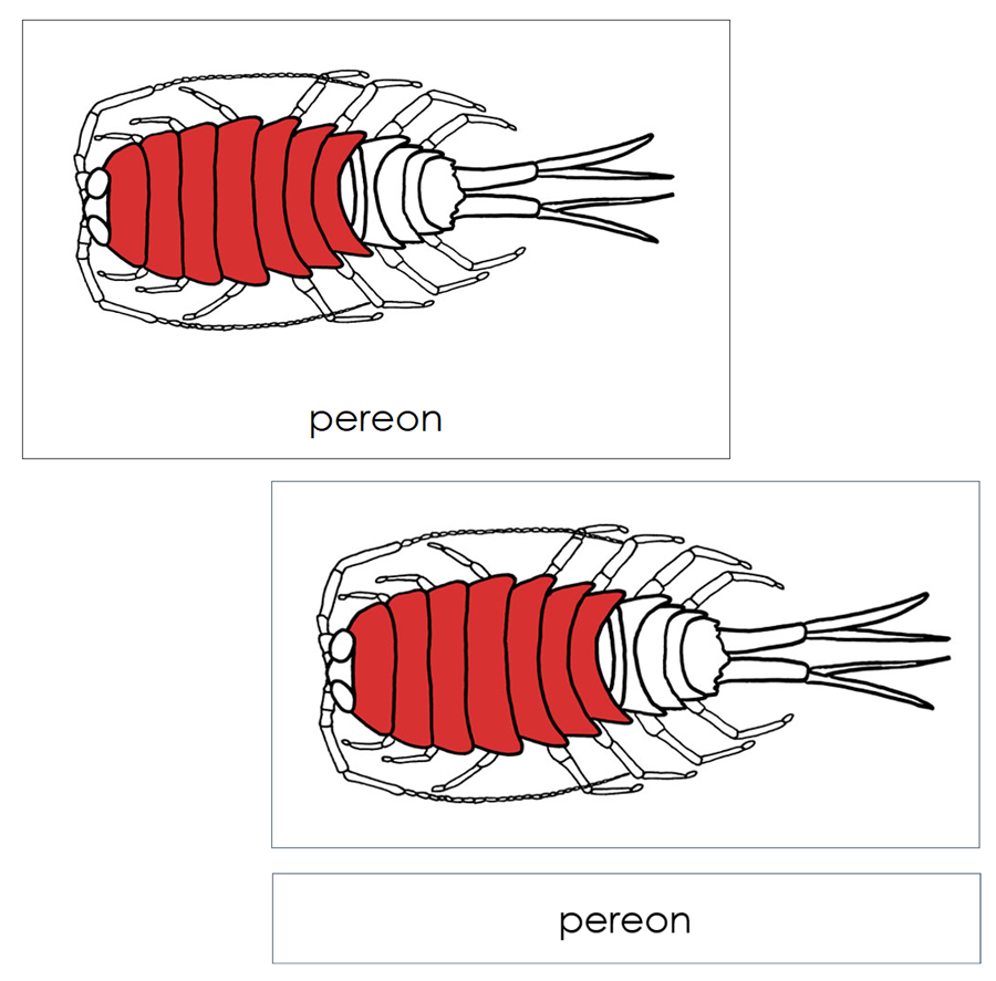 Parts of a Pill Bug Nomenclature Cards (red) - Montessori Print Shop Digital Download