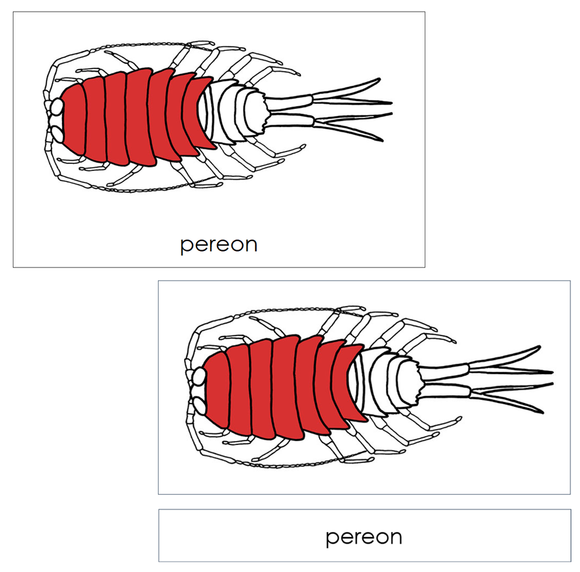 Parts of a Pill Bug Nomenclature Cards (red) - Montessori Print Shop Digital Download