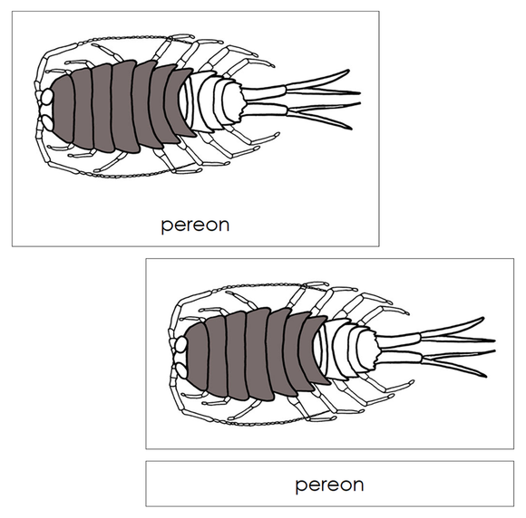 Parts of a Pill Bug Nomenclature Cards - Montessori Print Shop Digital Download
