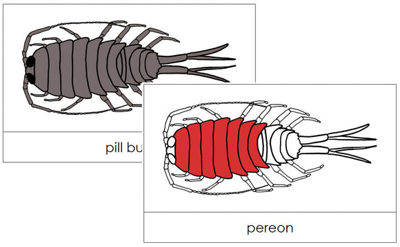 Pill Bug Nomenclature Cards (red) - Montessori Print Shop