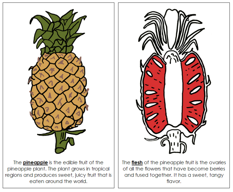 Parts of a Pineapple Nomenclature Book (Red) - Montessori Print Shop Digital Download
