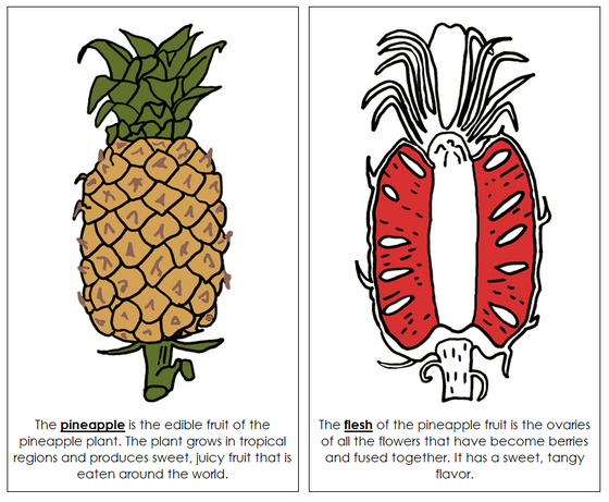 Pineapple Nomenclature Book (Red) - Montessori Print Shop