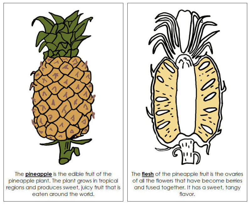 Parts of a Pineapple Nomenclature Book - Montessori Print Shop Digital Download