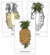 Pineapple Nomenclature Cards - Montessori Print Shop