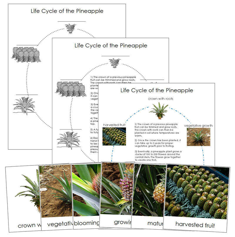 Pineapple Life Cycle Nomenclature Cards & Charts - Montessori Print Shop Digital Download