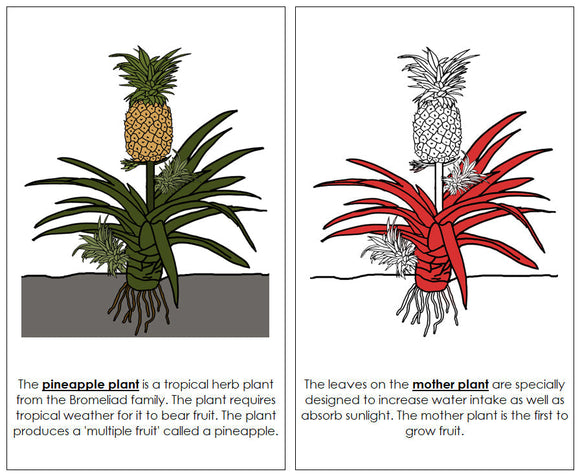 Pineapple Plant Nomenclature Book (Red) - Montessori Print Shop