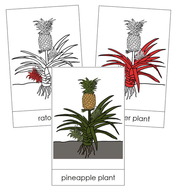 Pineapple Plant Nomenclature Cards (Red) - Montessori Print Shop