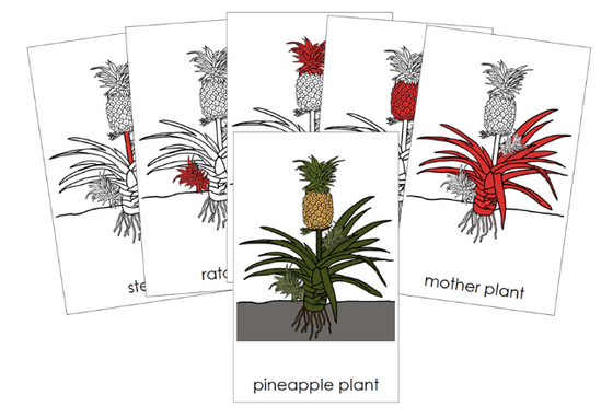 Parts of a Pineapple Plant Nomenclature Cards (Red) - Montessori Print Shop Digital Download